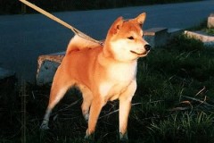 明日から、寒くなるんですね・・