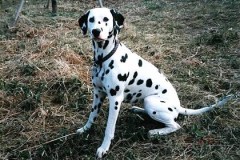 ブルガリの時計かいました。