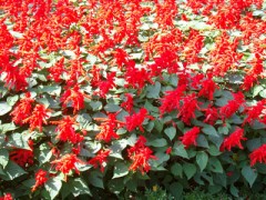 年越しそば、食べてきたよ。