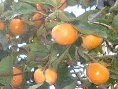 明日から、寒くなるんですね・・