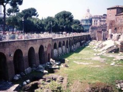 めだか、飼い始めて半年・・
