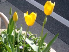 梅咲きました。盆栽の・・・