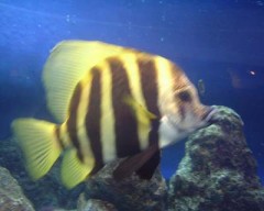 昼、オムライス食べました。。オムライス同好会の指示です。