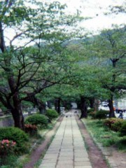 雨ですね。はやいもので。