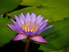 桜咲いてますね。