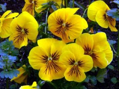 桜咲いてますね。