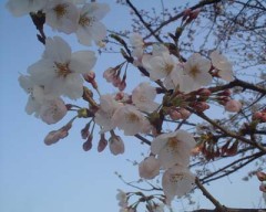 凄い風ですね。