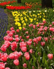 大阪は、桜満開ですよ・・