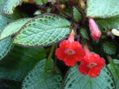 雨ですね。はやいもので。