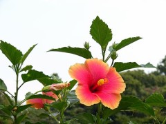 また、雨ですね。今日は、エビチリ弁当つくりました。