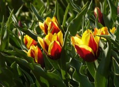 なんか弁当作るの、飽きてきたー