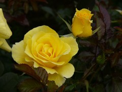 今日は焼き肉弁当にしましたが・・・
