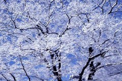 ミナミでお祭りしてます