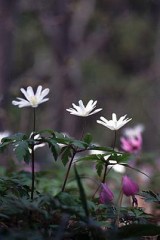 牡蛎食べてきます