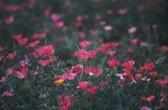 別のサイトであそんでます