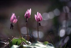 明日は、焼き肉べんとうで・・