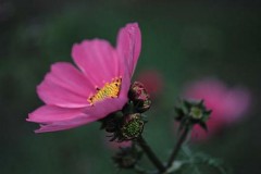 今年もあついね・・・