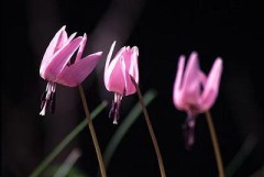 なんか、地震きそう。