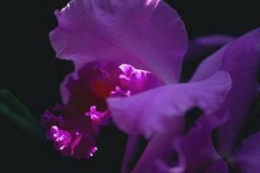 ゲリラ豪雨でした。