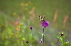 昨日は淀川花火大会でした