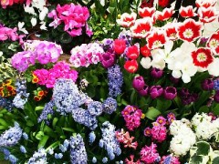 大阪も雪降りそう