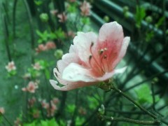 バラ、いただきました