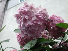 車、買おうかな？