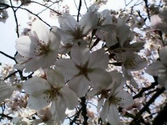 バストアップ用のクリームをもらいました