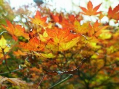 バラ、いただきました