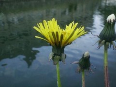 ばら、枯れちゃいました