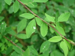 雨降ったり、晴れたり