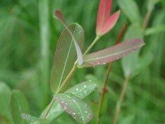 花見行かなきゃね