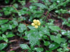 ばら、枯れちゃいました