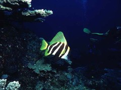 ツタンカーメン展みてきました・・