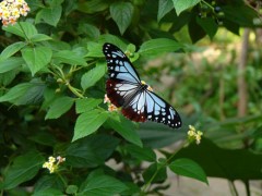 バラ、さいたよ。