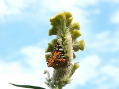 サッカー男子、残念やー