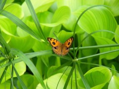 SMAPのコンサートよかったですよ