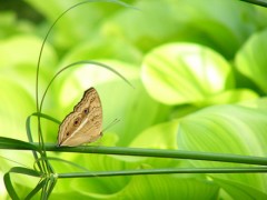 コブクロいきます