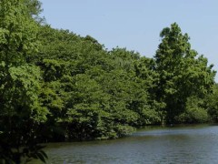 きょうは、涼しくなりましたよ