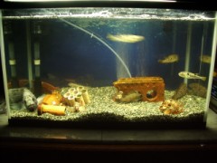 今日の賑やかな水槽