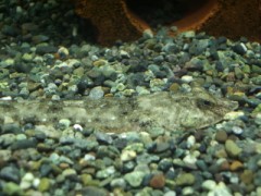 魚のかくれんぼ