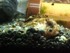 おもろいハオコゼ