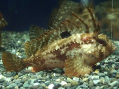 今日もハオコゼネタ