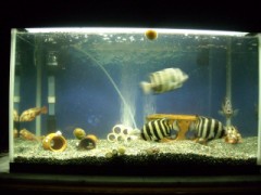 今日の水槽