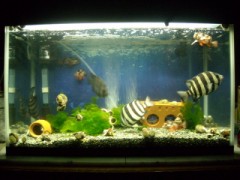 イシダイ君4週間目突入