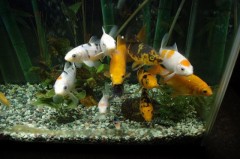 お魚に見つめられて