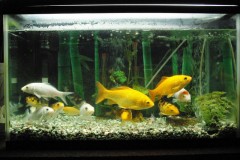 いつもにぎやか