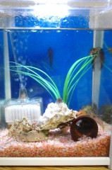 水槽リニューアル