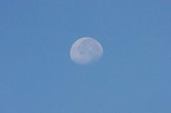 朝の月を撮ってみた