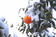 雪にみかん